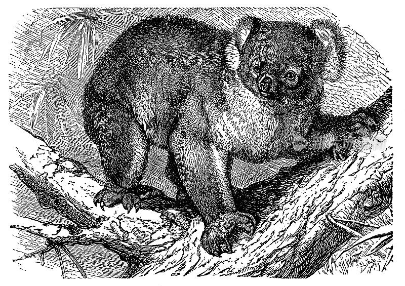 考拉熊(Phascolarctos Cinereus) - 19世纪